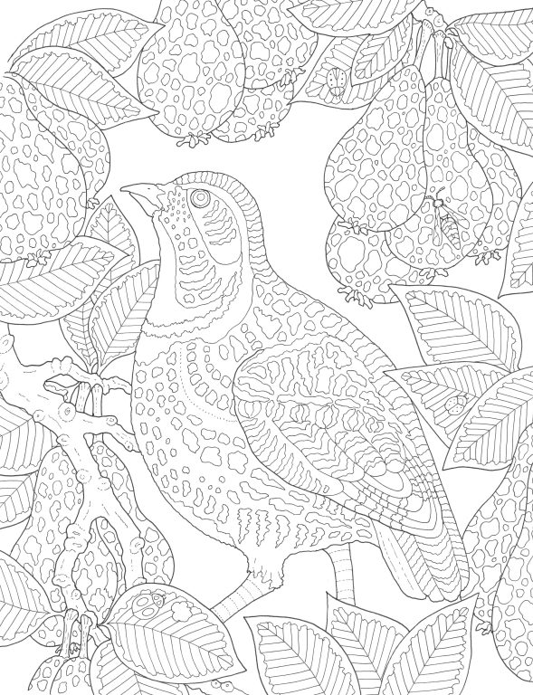 Garden Wonders Colouring Book
